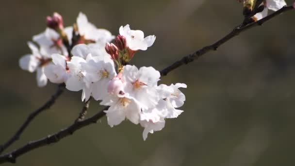 Flor de cerejeira no parque em Tóquio close-up — Vídeo de Stock