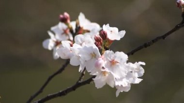 Tokyo closeup parkta Kiraz çiçeği