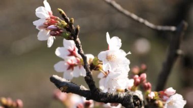 Tokyo closeup parkta Kiraz çiçeği