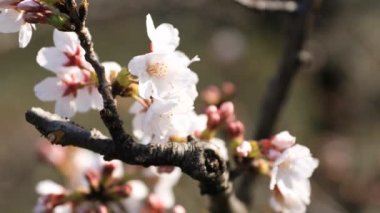 Tokyo closeup parkta Kiraz çiçeği