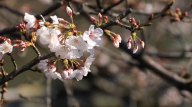 Tokyo closeup parkta Kiraz çiçeği