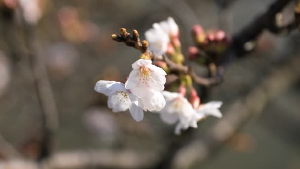 樱花在东京公园特写 — 图库视频影像