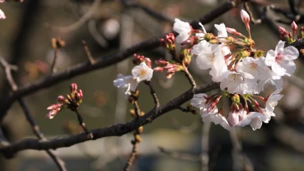 Fiori di ciliegio al parco di Tokyo primo piano — Video Stock