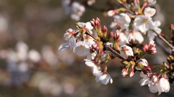 Cherry Blossom i parken i Tokyo närbild — Stockvideo