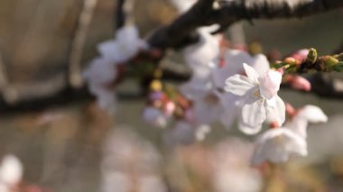 Tokyo closeup parkta Kiraz çiçeği