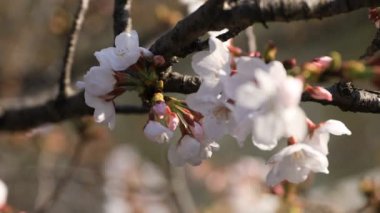 Tokyo closeup parkta Kiraz çiçeği