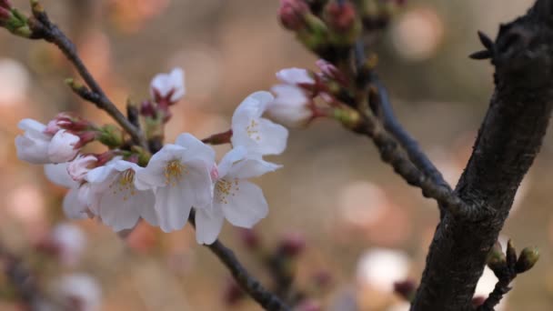 Kwiat wiśni w parku w Tokio zbliżenie — Wideo stockowe