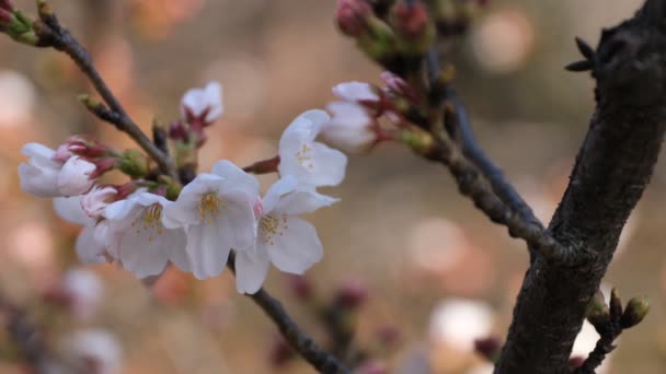 Fleur de cerisier au parc de Tokyo gros plan — Video