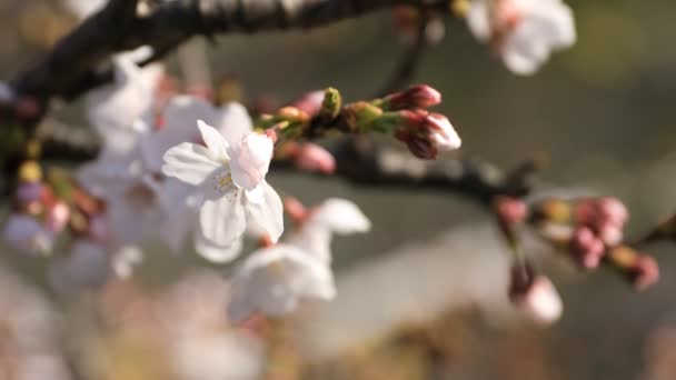 樱花在东京公园特写 — 图库视频影像