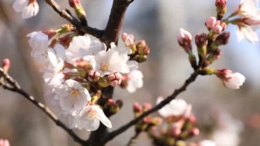 Tokyo closeup parkta Kiraz çiçeği