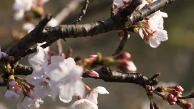 Tokyo closeup parkta Kiraz çiçeği