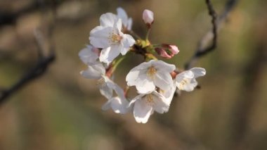 Tokyo closeup parkta Kiraz çiçeği
