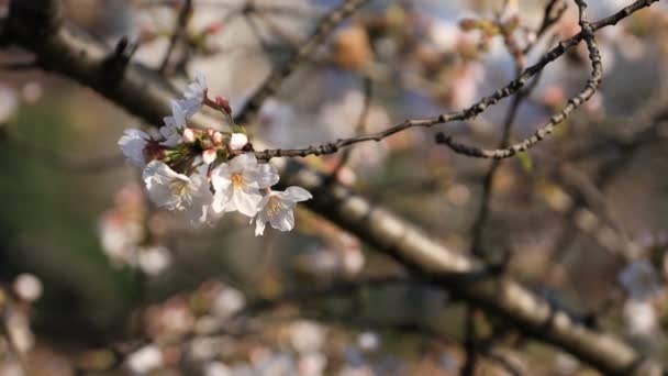 Flor de cerejeira no parque em Tóquio close-up — Vídeo de Stock