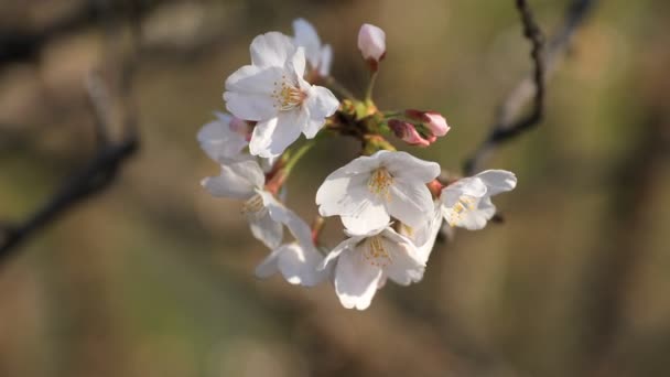 Fleur de cerisier au parc de Tokyo gros plan — Video
