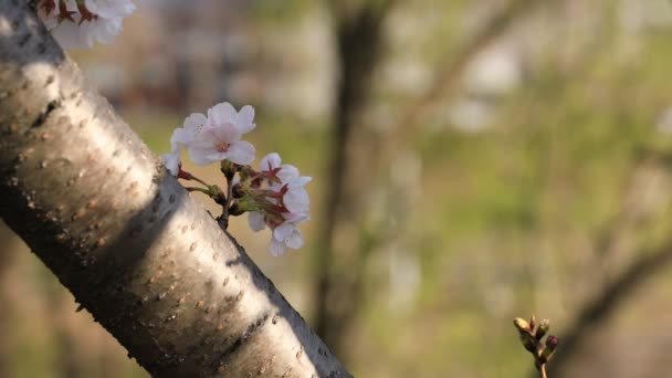 東京の公園の桜クローズアップ — ストック動画