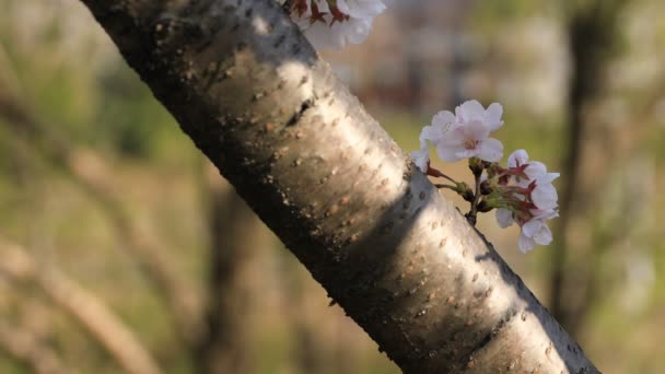 Tokyo closeup parkta Kiraz çiçeği — Stok video