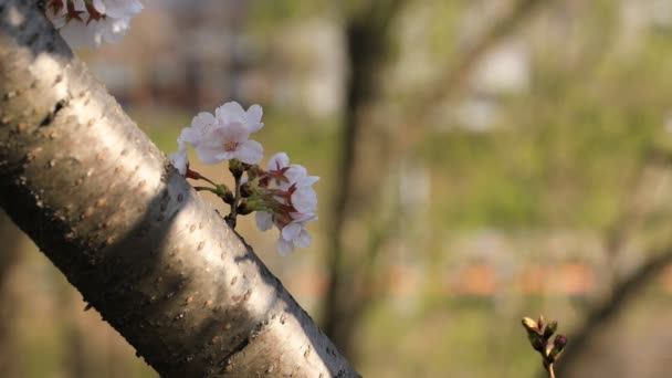 Kvetoucí třešeň v parku v Tokiu — Stock video