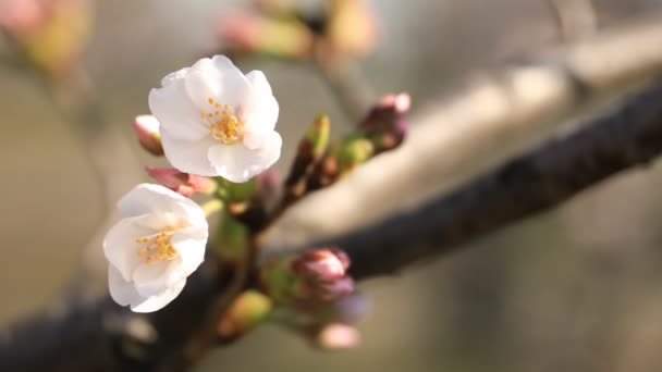 Fiori di ciliegio al parco di Tokyo primo piano — Video Stock