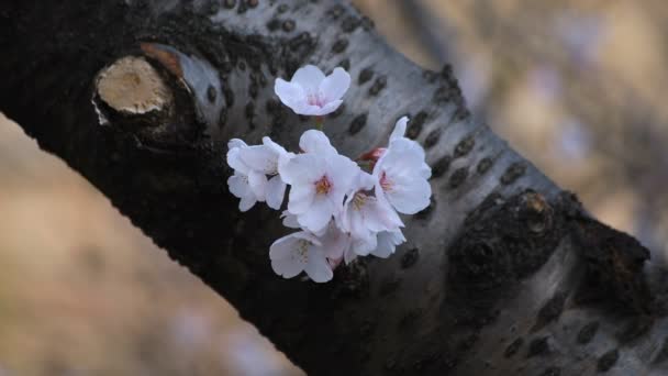 Flor de cerezo en el parque en Tokio primer plano — Vídeo de stock