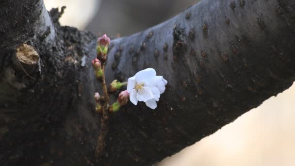 Kirschblüte im Park in Tokio Nahaufnahme — Stockvideo