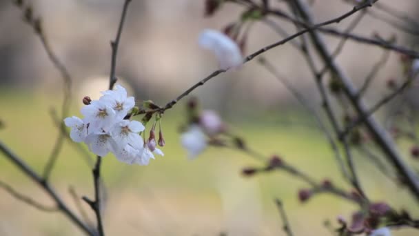 Fiori di ciliegio al parco di Tokyo primo piano — Video Stock