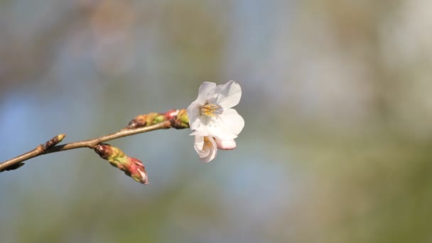 Flor de cerezo en el parque en Tokio primer plano — Vídeo de stock