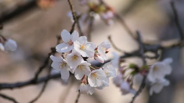 Kirschblüte im Park in Tokio Nahaufnahme — Stockvideo