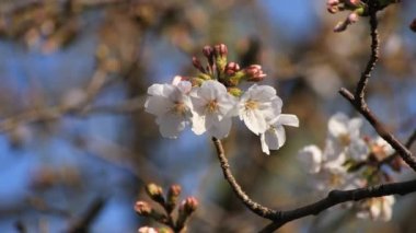Tokyo closeup parkta Kiraz çiçeği