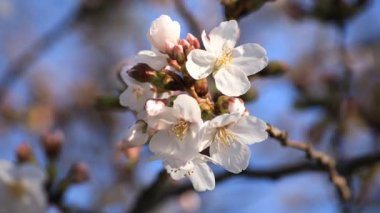 Tokyo closeup parkta Kiraz çiçeği