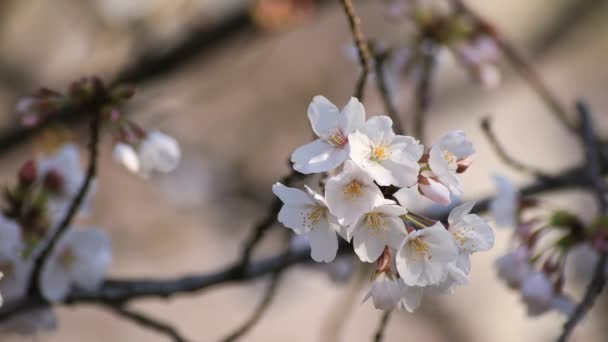 Cherry blossom at the park in Tokyo closeup — Stock Video