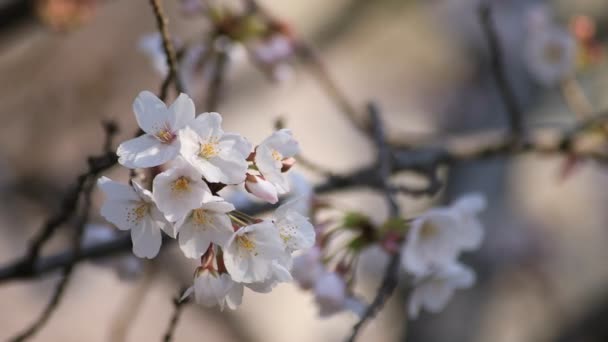 Flor de cerejeira no parque em Tóquio close-up — Vídeo de Stock