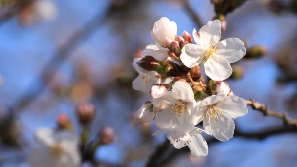 Вишневий цвіт в парку в Токіо крупним планом — стокове відео
