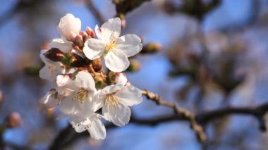 Tokyo closeup parkta Kiraz çiçeği