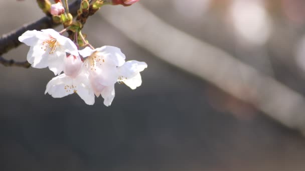 樱花在东京公园复制空间 — 图库视频影像