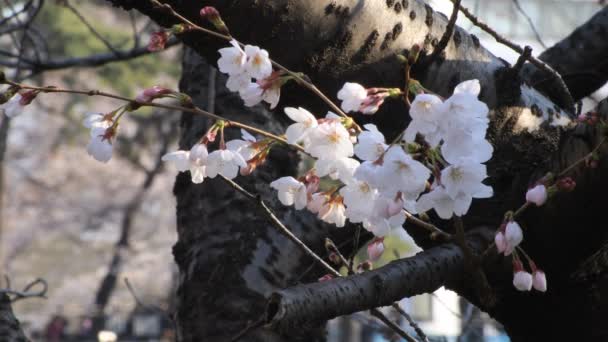 Cherry Blossom i parken i Tokyo närbild — Stockvideo