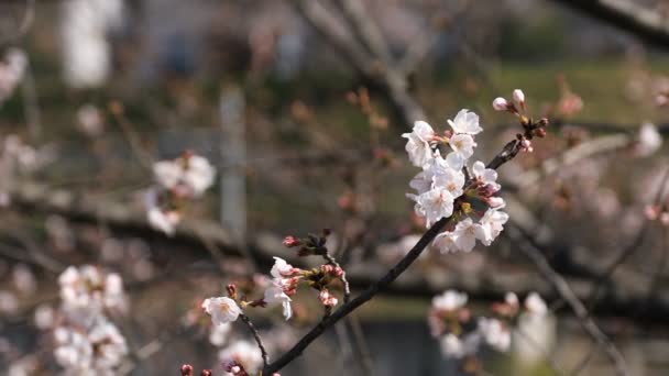 東京の公園の桜 — ストック動画