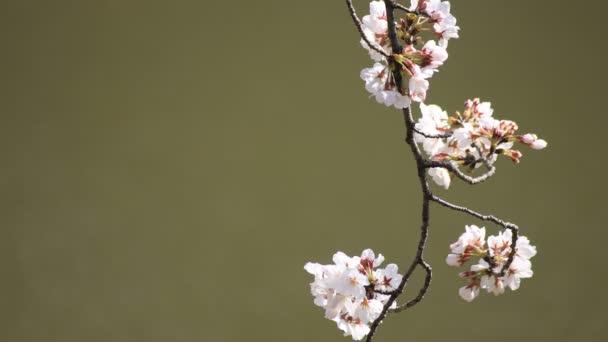 Cherry Blossom in het Park in Tokio copyspace — Stockvideo