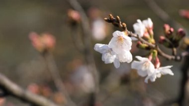 Tokyo copyspace parkta Kiraz çiçeği