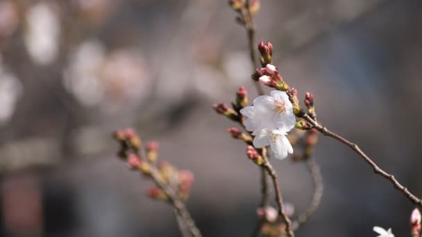 Цветение вишни в парке в токийском копимерном пространстве — стоковое видео