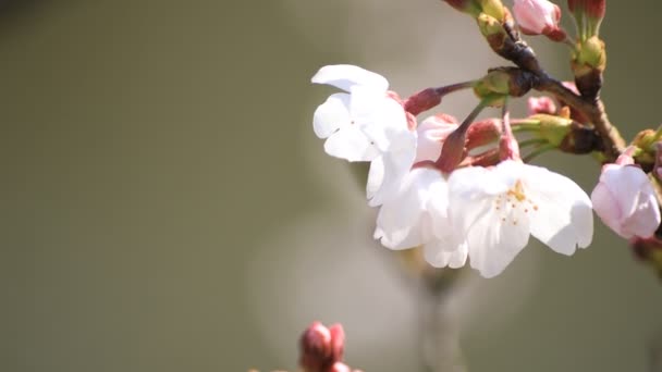 Fiori di ciliegio al parco di Tokyo copyspace — Video Stock