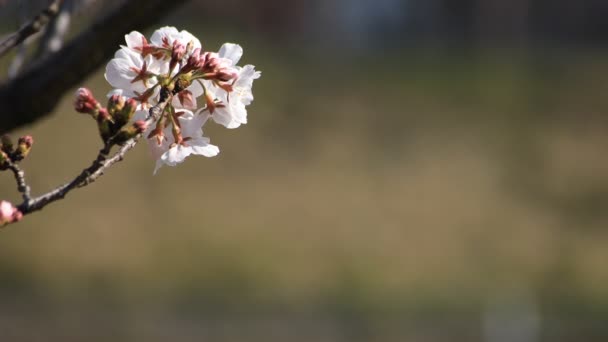Цветение вишни в парке в токийском копимерном пространстве — стоковое видео