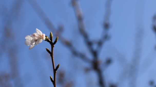 Cherry Blossom på parken i Tokyo copyspace — Stockvideo