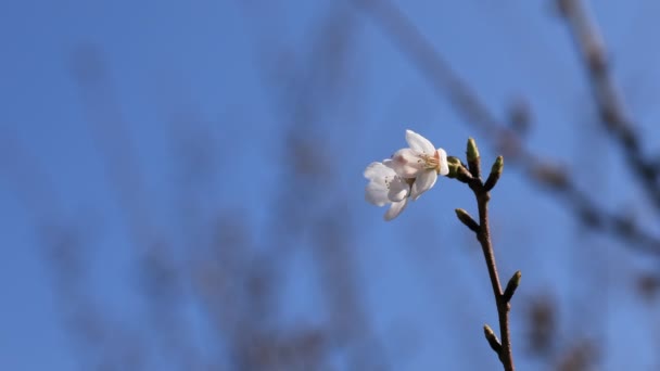 Flor de cerejeira no parque em Tóquio copyspace — Vídeo de Stock