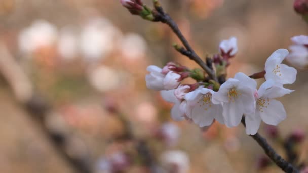 Flor de cerezo en el parque en Tokio copyspace — Vídeo de stock