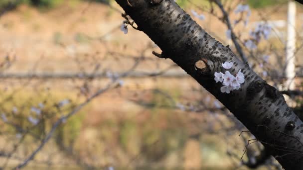 Flor de cerezo en el parque en Tokio copyspace — Vídeos de Stock