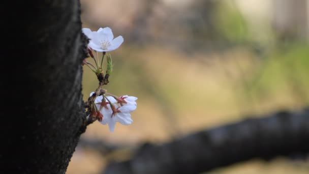 Flor de cerezo en el parque en Tokio copyspace — Vídeo de stock