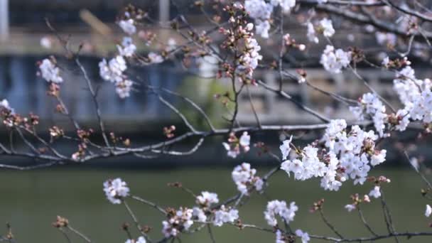 Cherry Blossom in het Park in Tokio — Stockvideo