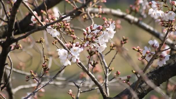 Cherry Blossom på parken i Tokyo — Stockvideo