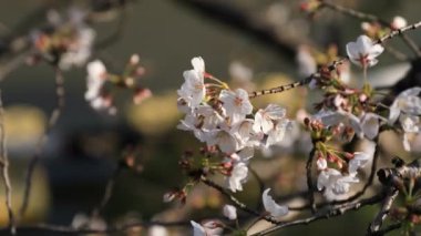 Tokyo'da parkta kiraz çiçeği