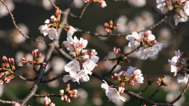 Цветение сакуры в парке Токио — стоковое видео